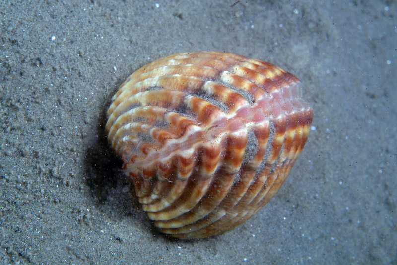 Achantocardia tuberculata